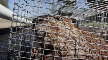 Often pesky beavers put to work restoring streams