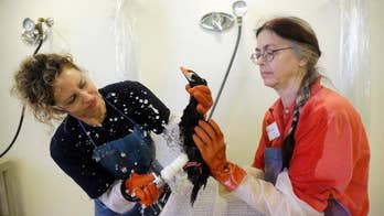 Officials begin testing mysterious goo linked to San Francisco Bay Area bird deaths