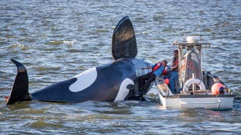 Fake orca nearly drowns before it can scare Ore. sea lions _ but they did get quiet