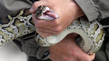 A sneaky snake: Teams hunt for elusive rock pythons in Miami suburbs, at edge of Everglades