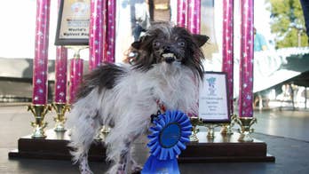 AP PHOTOS: 2-year-old mutt named Peanut is latest in a long line of ugly dog contest winners