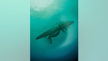 Prehistoric 'sea monster' had more legs than thought