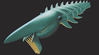 Rare fossils of 400-million-year-old sea creatures uncovered