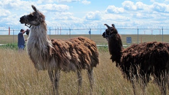 Chicago's O'Hare Airport turns to herd of goats and llamas to clear airfield brush