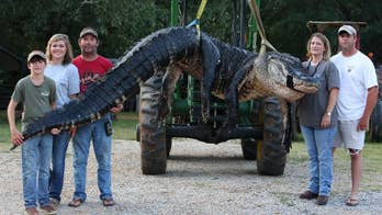 Hunters in south Alabama capture 1,000-pound, 15-foot-long alligator