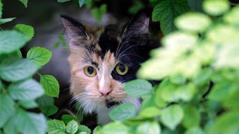 Missing cat found 3 years after California mudslide