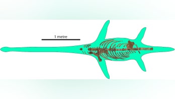 Car-size 'Loch-Ness Monster' was runt of the litter