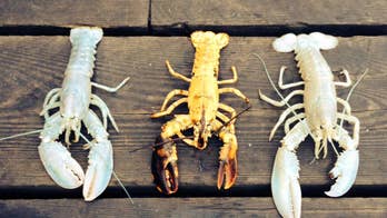 Maine lobstermen catch 2 rare albino lobsters within a week; believed to be 1 in 100 million