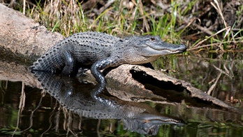 North Carolina's first alligator hunt in 40 years to end without kill