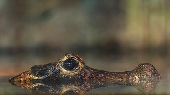 Texas grandma shoots, kills massive gator linked to missing miniature horse