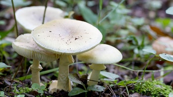 Texas veterinarian warns wild mushrooms after heavy rains can be toxic for pets