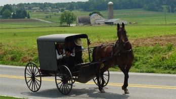 Amish farm kids remarkably immune to allergies, study finds