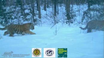 Photo first: Rare tiger family portrait