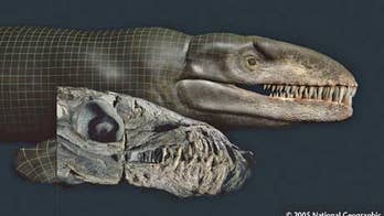 T.rex-size crocodiles ruled the ancient seas