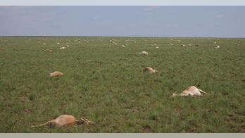 60,000 antelopes died in 4 days - and no one knows why