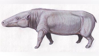 Hippo's 'shrunken' ancestor was hardly bigger than a sheep