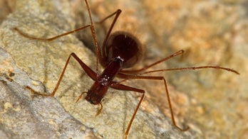 Scary cave spider? No, they're new beetle species
