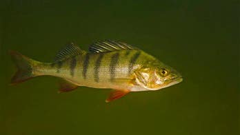 Anti-anxiety drug causes fish to live longer, study says