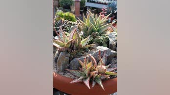 Archaeologists uncover 'elixir of long life'