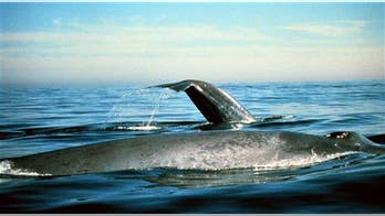 Blue whale carcass carved into, stomped on by tourists taking selfies on top of the creature