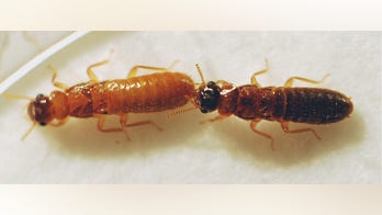 'Super' termite hybrid may wreak havoc on Florida
