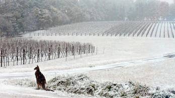 Just a kangaroo feeding in the vineyard as southeast Australia gets hit by winter storm