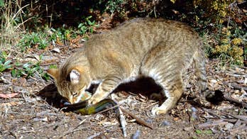 Australian officials killing millions of feral cats with poisoned sausages
