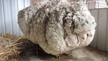 Lost Australian sheep yields 30 sweaters worth of fleece