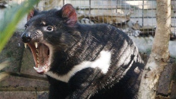 Albuquerque Zoo’s Tasmanian devil is victim of foul play