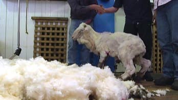 Once a woolly wanderer, Shaun the Aussie sheep shorn smooth, but alas, wasn't shaggiest of all