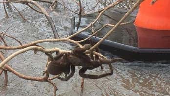 Massive, 6-inch hairy spider saved from mind-blowing Australian flood