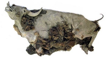9,000-year-old bison mummy found frozen in time