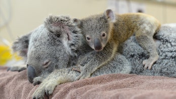 Adorable baby koala cuddles mom during surgery