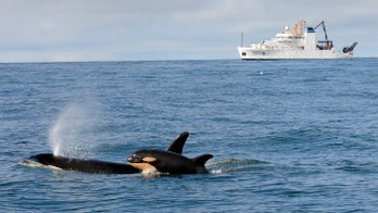New baby orca, other discoveries made by biologists tracking whales off West Coast