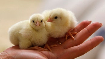 Salmonella outbreak linked to New Mexico poultry hatchery