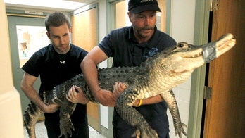 7-foot alligator removed from Ohio basement