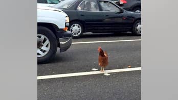 Traffic foul-ups: Chicken, goose cause flaps on busy California highways