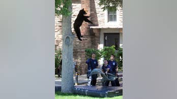 Wildlife officials tranquilize bear that climbed tree on University of Colorado campus