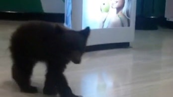 Bear cub lost in Rite Aid will return to the wild