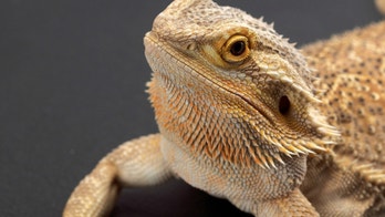 Pet bearded dragons linked to salmonella outbreak in US