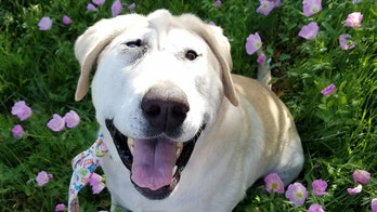 Neglected dog born with deformed face finds happy home