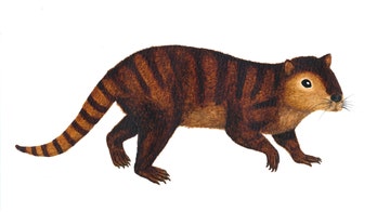 Ancient beaver–like mammal survived comet that killed the dinosaurs