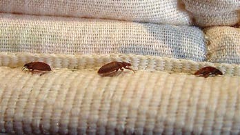 Bedbugs actually prefer certain colors