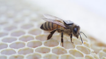 Researchers outfit honey bees with RFID 'backpacks' in global health study