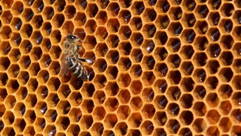 How beehives could help battle baldness