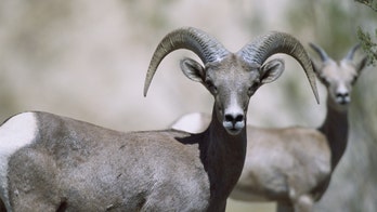 Deaths of bighorn sheep draws criticism of relocation project