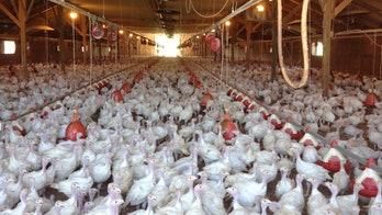 New avian flu viruses send US scientists scrambling