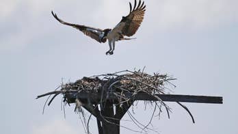 Bird mystery: Thousands disappear and abandon eggs, nests on island off Florida's Gulf Coast
