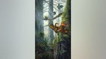 Mummified, 99-million-year-old wings caught in amber