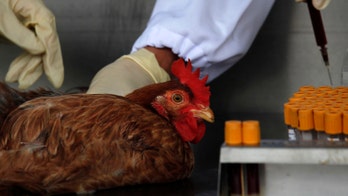 Only 5 mutations needed to make bird flu more contagious, study says